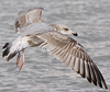 2cy argentatus in November. (81321 bytes)