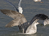 2cy argentatus in November. (81321 bytes)