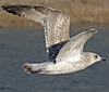 2cy argentatus in November. (81321 bytes)