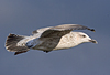 2cy argentatus in November. (81321 bytes)
