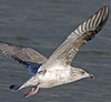 2cy argentatus in November. (81321 bytes)