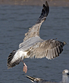 2cy argentatus in November. (81321 bytes)