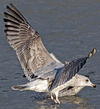 2cy argentatus in November. (81321 bytes)