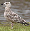 2cy argentatus in Jan-Febr, ringed in Russia.