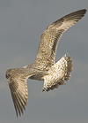 1cy argenteus in November, ringed in Belgium. (25637 bytes)