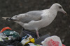 3cy argenteus in August, ringed in the Netherlands. (63685 bytes)