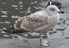 1cy argenteus in November, ringed in Belgium. (25637 bytes)