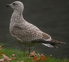 1cy argenteus in October, ringed in Belgium. (128336 bytes)