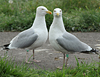 2cy argentatus in February, ringed in Norway. (75189 bytes)