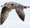 2cy argentatus in February, ringed in Russia. (84802 bytes)