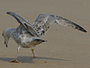 1cy argenteus in November, ringed in Belgium. (25637 bytes)