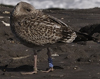 1cy argenteus in November, ringed in Belgium. (25637 bytes)
