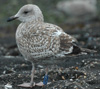 1cy argenteus in November, ringed in Belgium. (25637 bytes)
