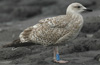 1cy argenteus in November, ringed in Belgium. (25637 bytes)