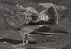 1cy argenteus in November, ringed in Belgium. (25637 bytes)