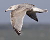 Herring Gull