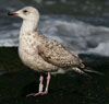 2cy argenteus in April, ringed in Belgium. (101497 bytes)