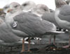 adult argentatus in November, ringed in Estonia. (42082 bytes)