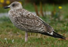 1cy argenteus in September, ringed in Belgium. (63947 bytes)