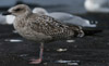 1cy argenteus in November, ringed in Belgium. (25637 bytes)