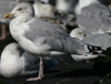Herring Gull