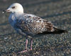 2cy argenteus in April, ringed in Belgium. (101497 bytes)