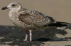 1cy argenteus in August, ringed in Belgium. (90559 bytes)