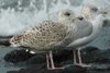 2cy argentatus in October, ringed in Norway. (118370 bytes)