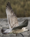 Herring Gull