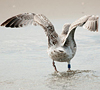 3cy argenteus in August, ringed in the Netherlands. (63685 bytes)