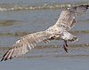3cy argenteus in January, ringed in the Netherlands. (68274 bytes)