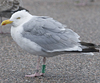 1cy argenteus in August, ringed in Belgium. (90559 bytes)