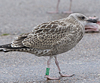 1cy argenteus in August, ringed in Belgium. (90559 bytes)