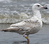 1cy argenteus in August, ringed in Belgium. (90559 bytes)