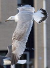 3cy argentatus in January. (80207 bytes)