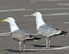 3cy argentatus in January. (80207 bytes)
