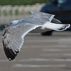 3cy argentatus in January. (80207 bytes)