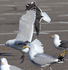 3cy argentatus in January. (80207 bytes)