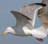 3cy argentatus in January. (80207 bytes)