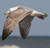 3cy argentatus in January. (80207 bytes)