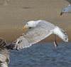 3cy argentatus in January. (80207 bytes)