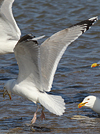 3cy argentatus in January. (80207 bytes)