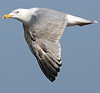 3cy argentatus in January. (80207 bytes)