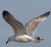 3cy argentatus in January. (80207 bytes)