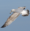 3cy argentatus in January. (80207 bytes)