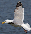 3cy argentatus in January. (80207 bytes)