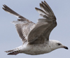 ad LBBG in winter, ringed in the Netherlands. (65647 bytes)