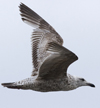 ad LBBG in winter, ringed in the Netherlands. (65647 bytes)