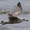 ad LBBG in winter, ringed in the Netherlands. (65647 bytes)