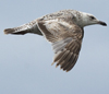 ad LBBG in winter, ringed in the Netherlands. (65647 bytes)